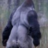 Pelukhin2