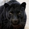 Black Panther