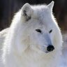 Ellobo