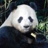Panda69