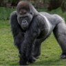 Gorillas