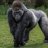 Gorillas